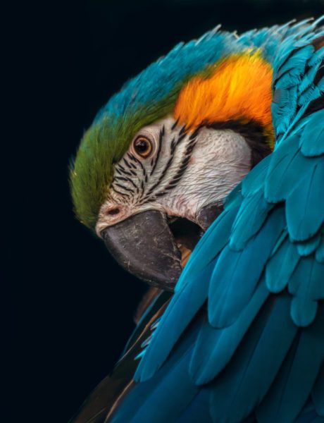 Birdnimal Tagnimal Buy Bird Online with Us Now in Thailand