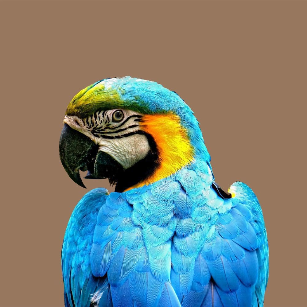 Birdnimal Tagnimal Online Bird Store Number One Thailand Pets Store