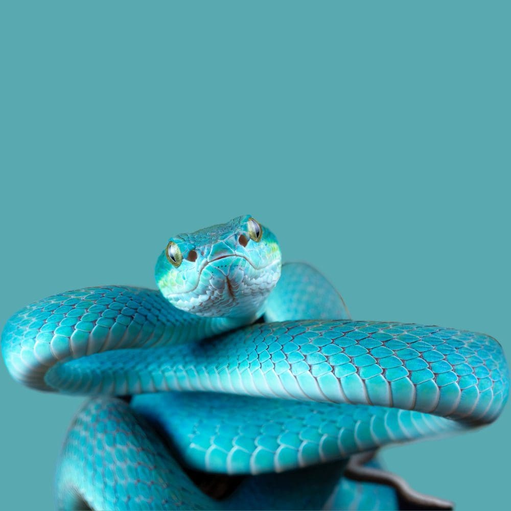 Snakenimal Tagnimal Buy Snake Online in Thailand Number Pets store
