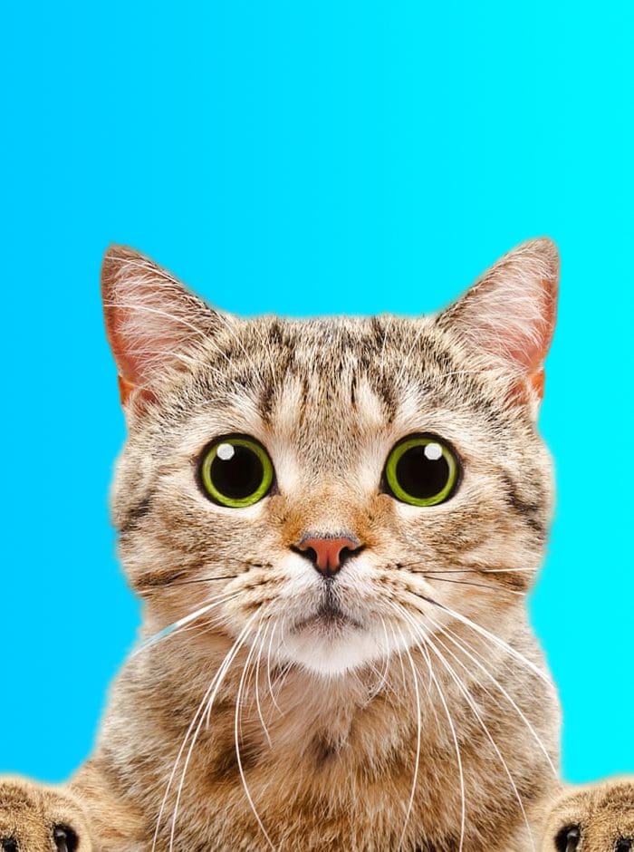 Catnimal Buy Cat with us now via Tagnimal Online best Pets Products and Services Store