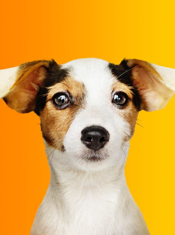 Dognimal Buy Dog with us now via Tagnimal Best Online Pets Store including products and services