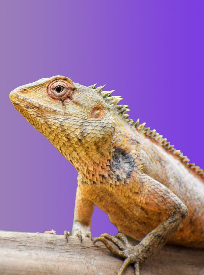 Lizardnimal Buy lizard with us now via Tagnimal Online Pets products and services store number one