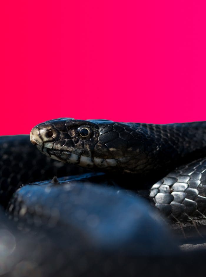 Snakenimal Buy Snake with us now with Tagnimal Number One Online Pets products and services