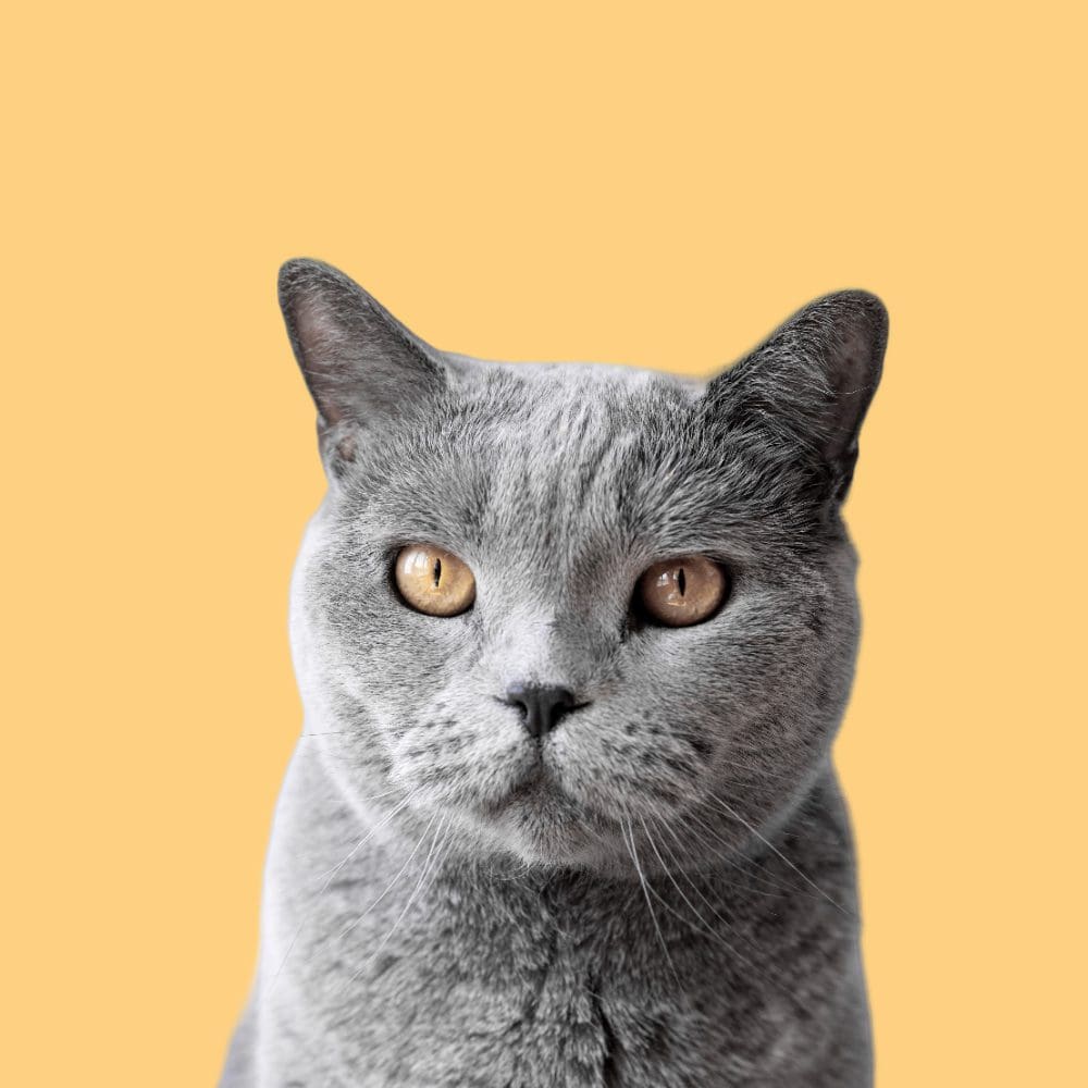 Tagnimal Catnimal we sell cats and we provide everything including a service for your cats