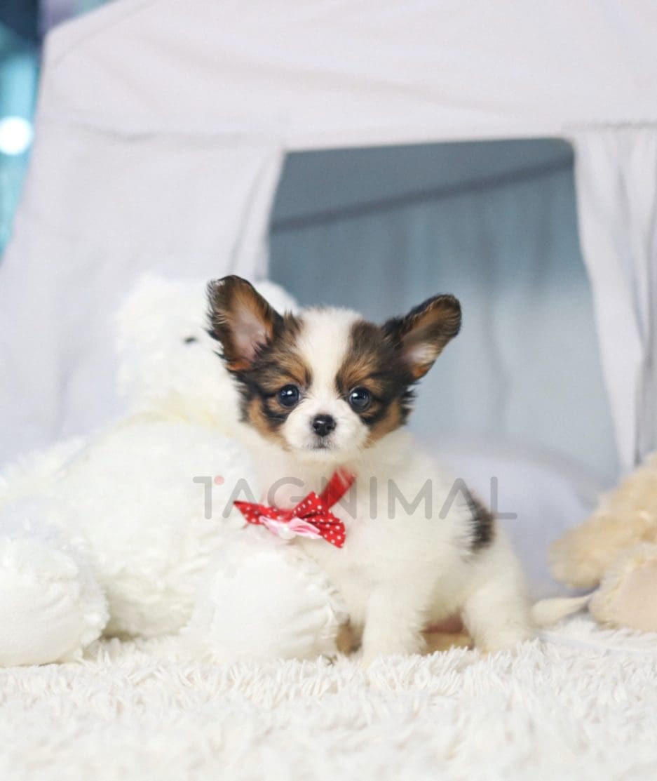 Papillon puppy for sale, dog for sale at Tagnimal 