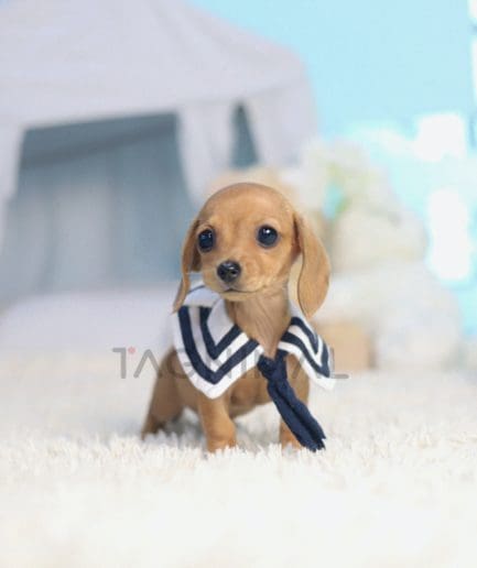 Dachshund puppy for sale, dog for sale at Tagnimal 