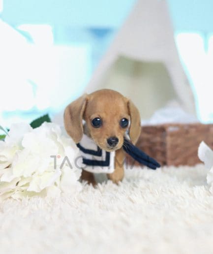 Dachshund puppy for sale, dog for sale at Tagnimal 