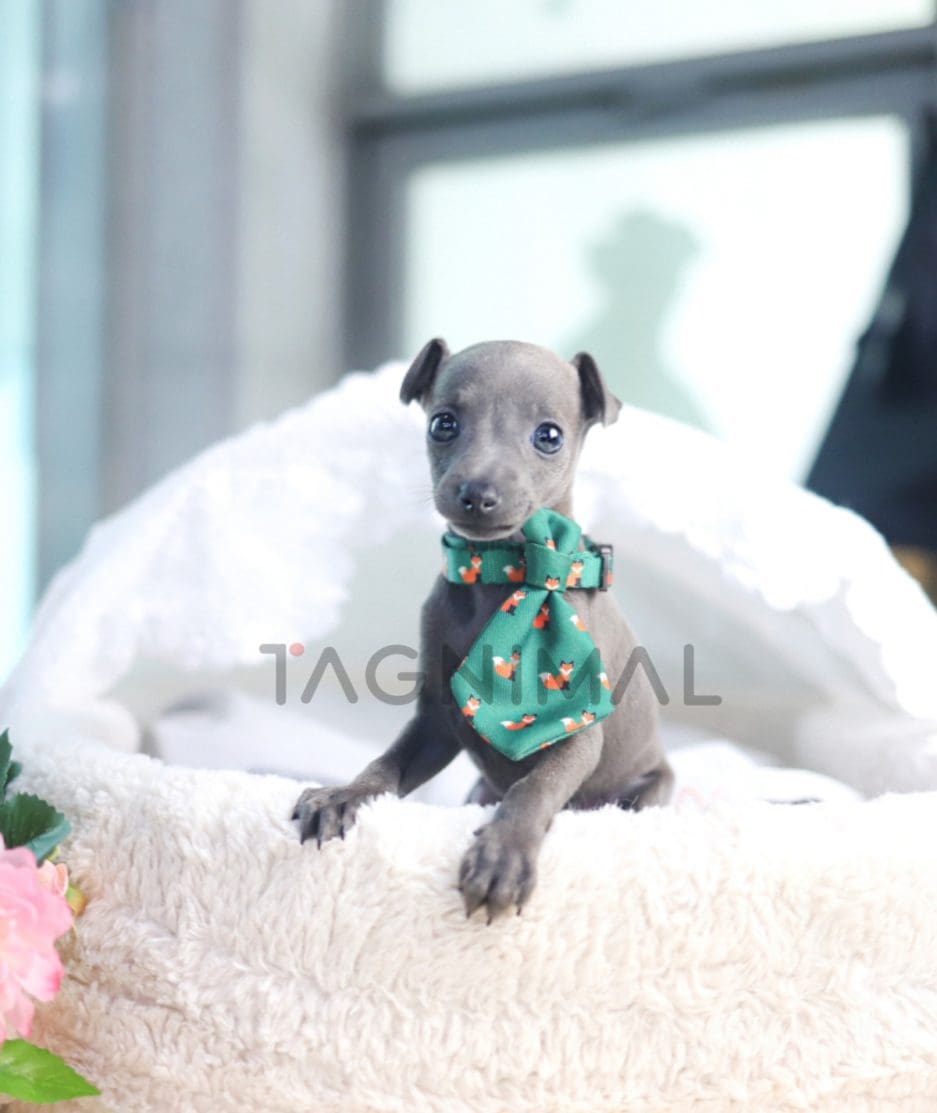 Italian Greyhound puppy for sale, dog for sale at Tagnimal