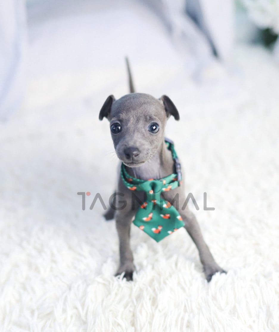 Italian Greyhound puppy for sale, dog for sale at Tagnimal