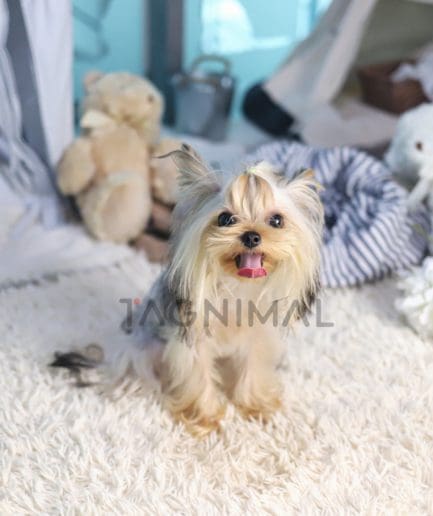 Yorkshire Terrier puppy for sale, dog for sale at Tagnimal 