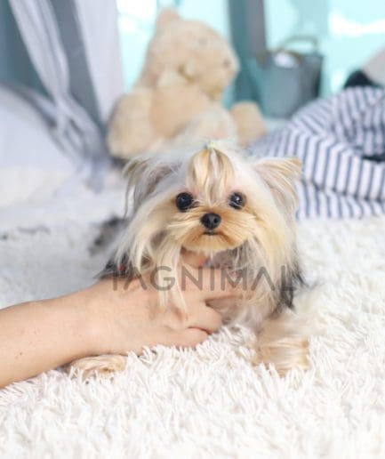 Yorkshire Terrier puppy for sale, dog for sale at Tagnimal 
