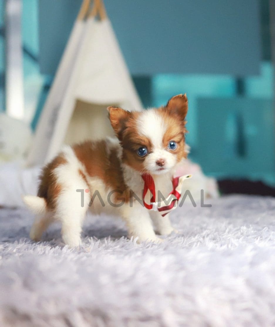 Papillon puppy for sale, dog for sale at Tagnimal