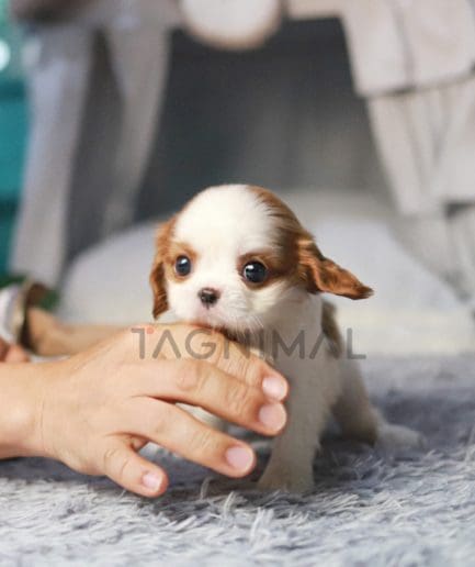 Cavalier King Charles puppy for sale, dog for sale at Tagnimal