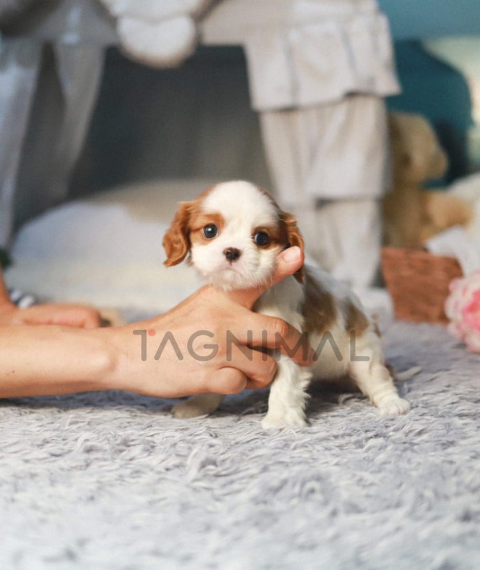 Cavalier King Charles puppy for sale, dog for sale at Tagnimal