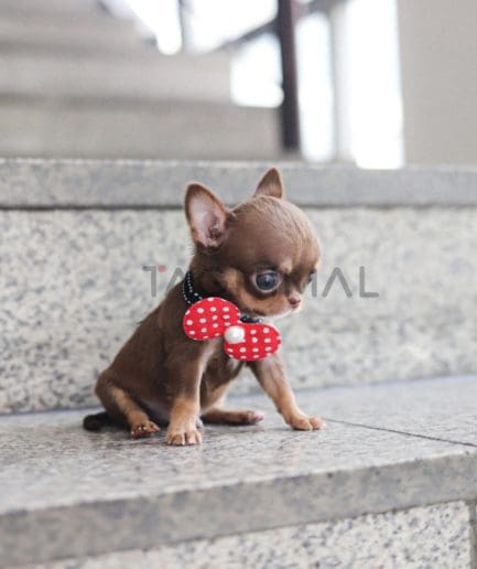 Chihuahua puppy for sale, dog for sale at Tagnimal