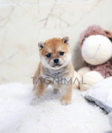 Shiba Inu puppy for sale, dog for sale at Tagnimal