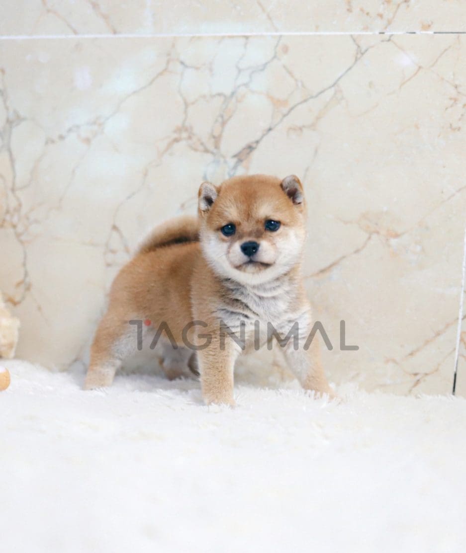 Shiba Inu puppy for sale, dog for sale at Tagnimal