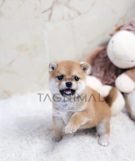 ขายลูกสุนัขชิบะ ซื้อสุนัข ซื้อหมา ได้ที่ Tagnimal 