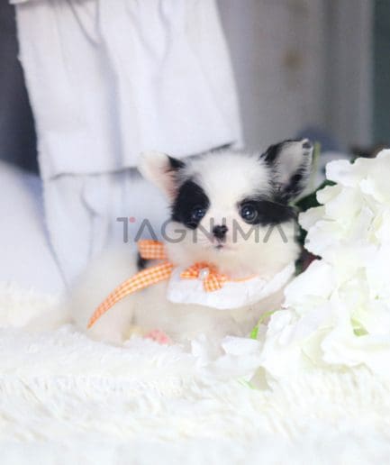 Papillon puppy for sale, dog for sale at Tagnimal