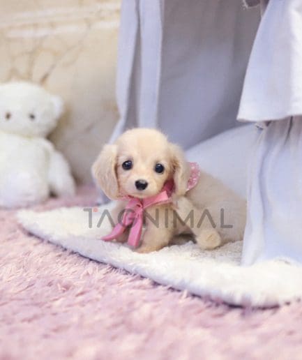 Dachshund puppy for sale, dog for sale at Tagnimal