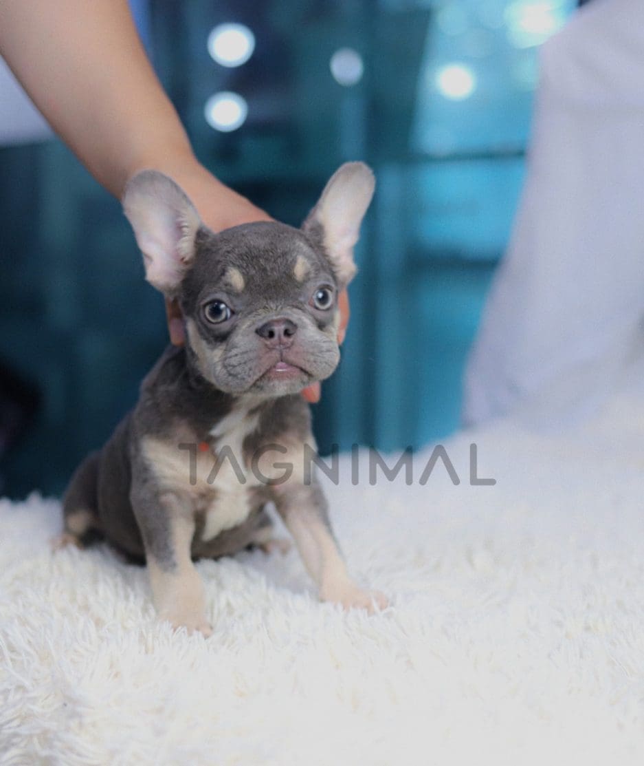 French Bulldog puppy for sale, dog for sale at Tagnimal
