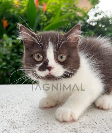 Scottish Fold kitten for sale, cat for sale at Tagnimal