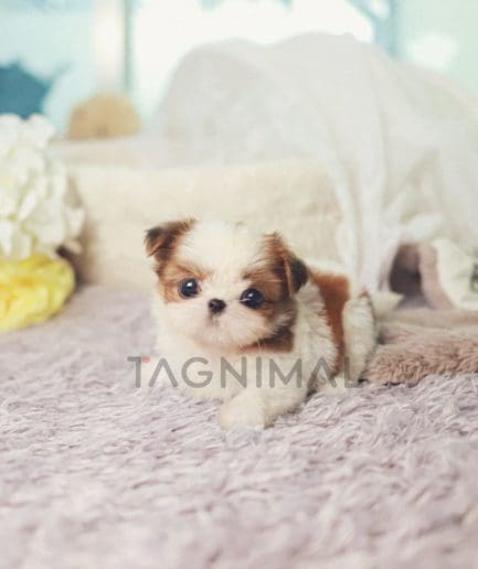 Shih Tzu puppy for sale, dog for sale at Tagnimal 