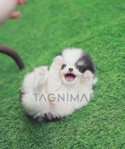 Pomeranian puppy for sale, dog for sale at Tagnimal 