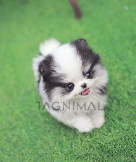 Pomeranian puppy for sale, dog for sale at Tagnimal 