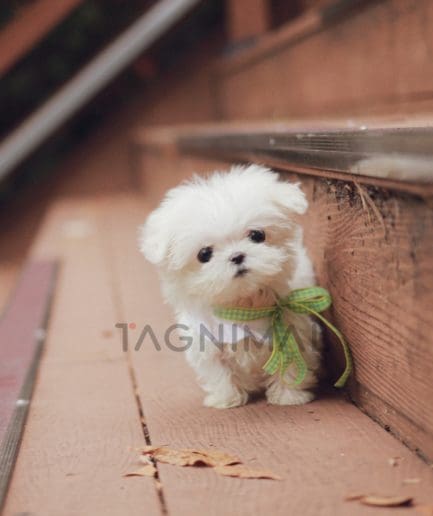 Maltese puppy for sale, dog for sale at Tagnimal 