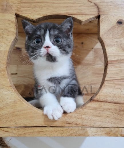 Scottish Fold kitten for sale, cat for sale at Tagnimal