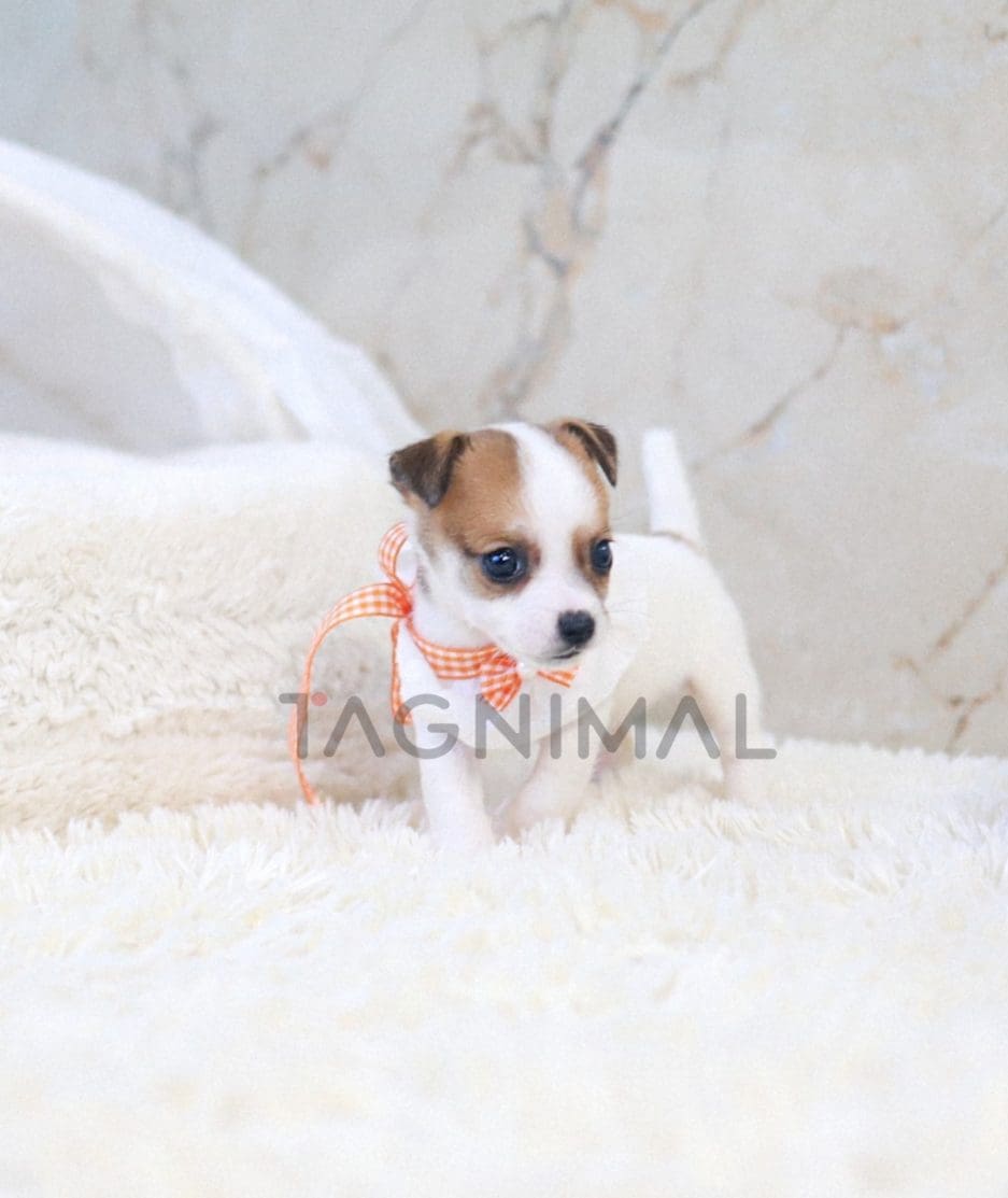 Jack Russell Terrier puppy for sale, dog for sale at Tagnimal