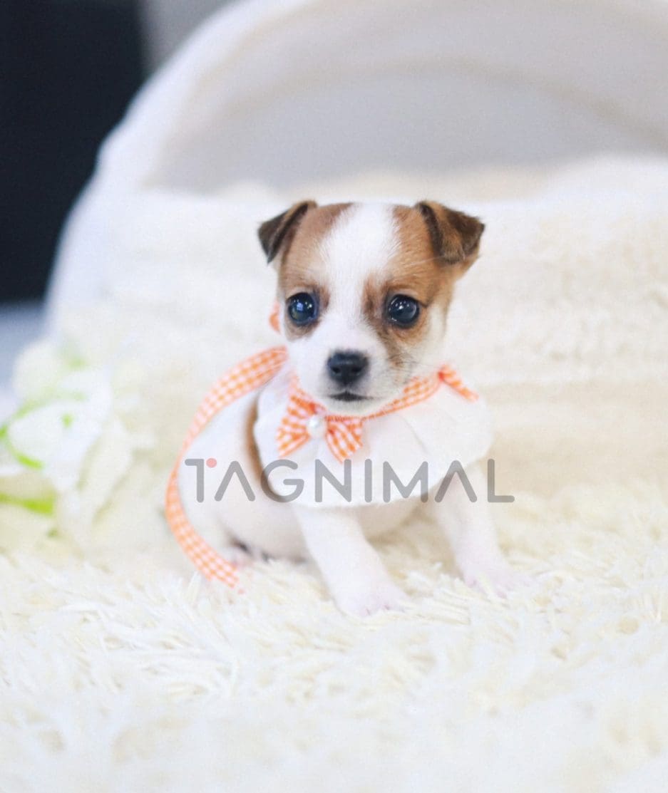 Jack Russell Terrier puppy for sale, dog for sale at Tagnimal