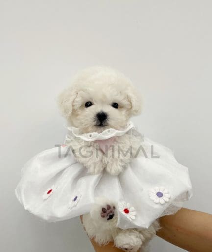 Bichon puppy for sale, dog for sale at Tagnimal 