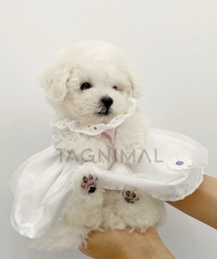 Bichon puppy for sale, dog for sale at Tagnimal 
