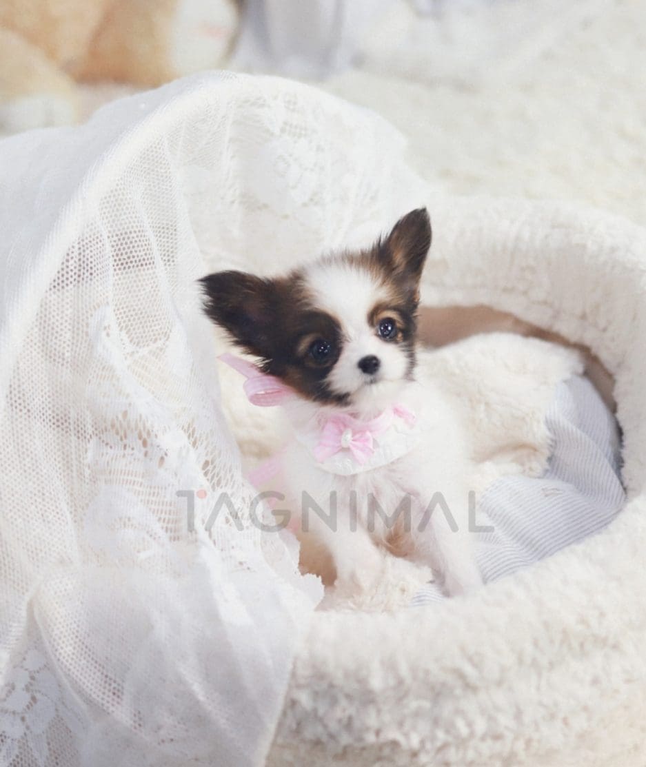 Papillon puppy for sale, dog for sale at Tagnimal 