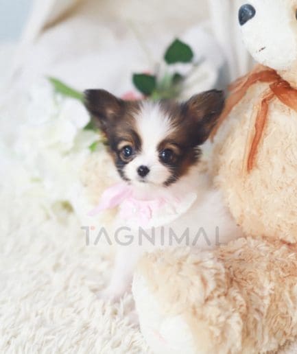 ขายลูกสุนัขปาปิยอง ซื้อสุนัข ซื้อหมา ได้ที่ Tagnimal 