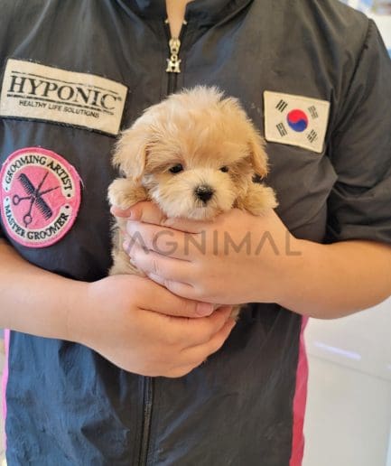 Maltipoo puppy for sale, dog for sale at Tagnimal 