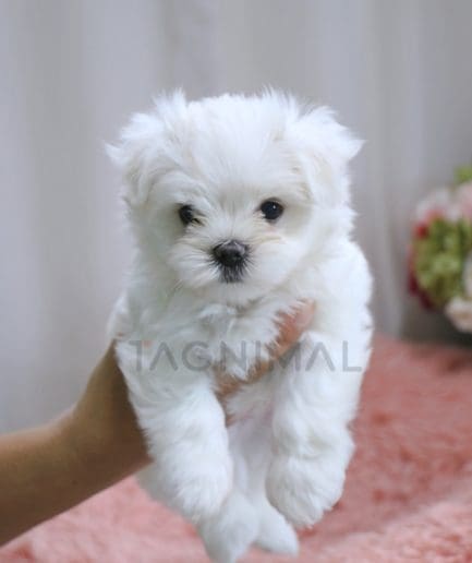 Maltese puppy for sale, dog for sale at Tagnimal 