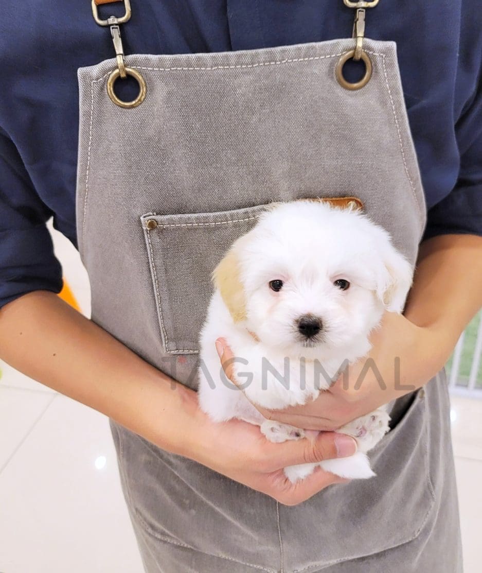 Coton de Tulear puppy for sale, dog for sale at Tagnimal