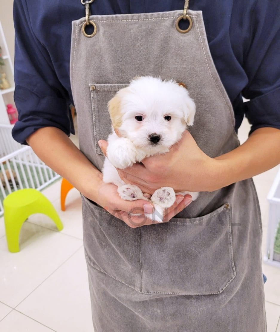 Coton de Tulear puppy for sale, dog for sale at Tagnimal