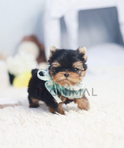 Yorkshire Terrier puppy for sale, dog for sale at Tagnimal 