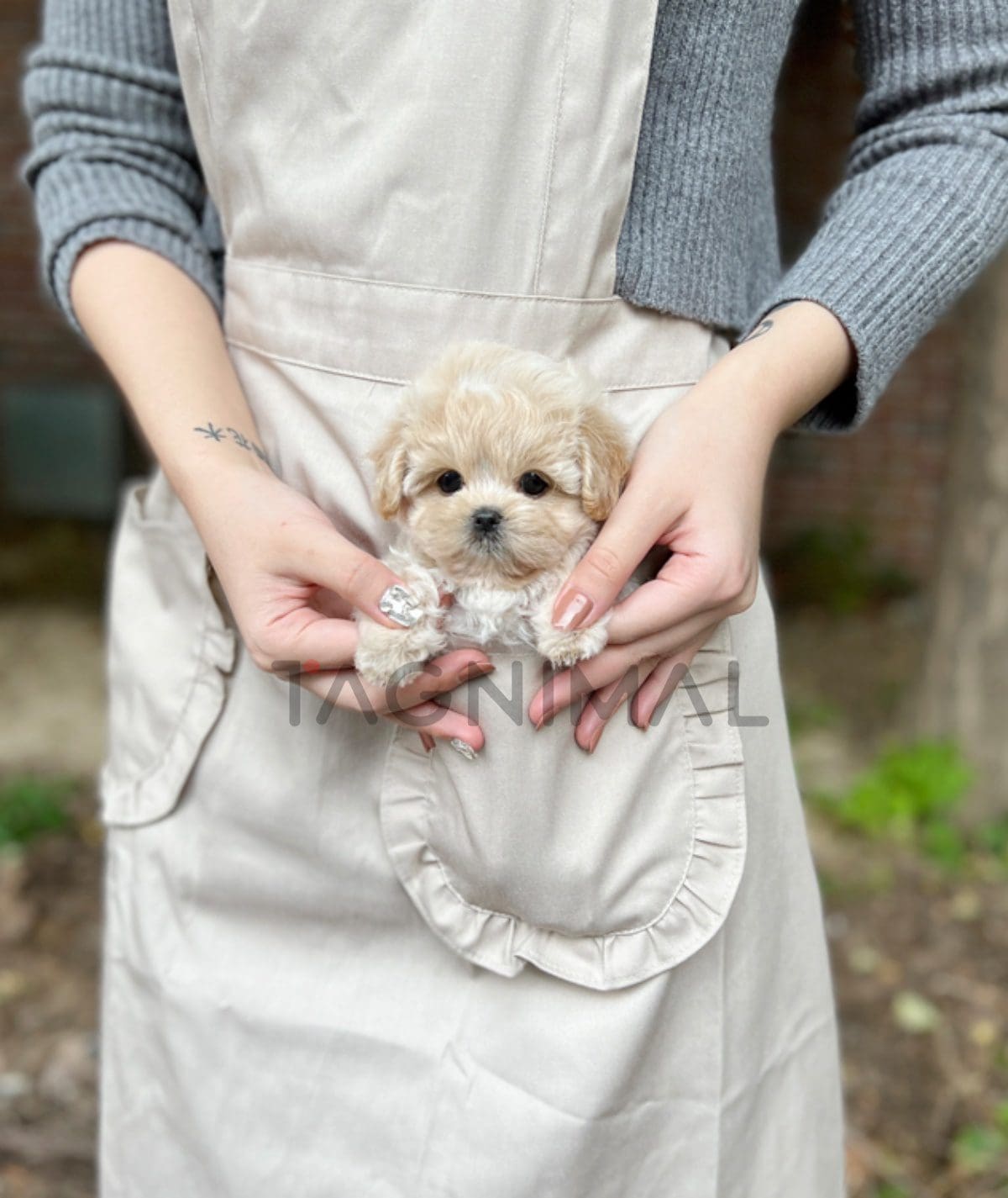 ขายลูกสุนัขมอลติพู ซื้อสุนัข ซื้อหมา ได้ที่ Tagnimal 