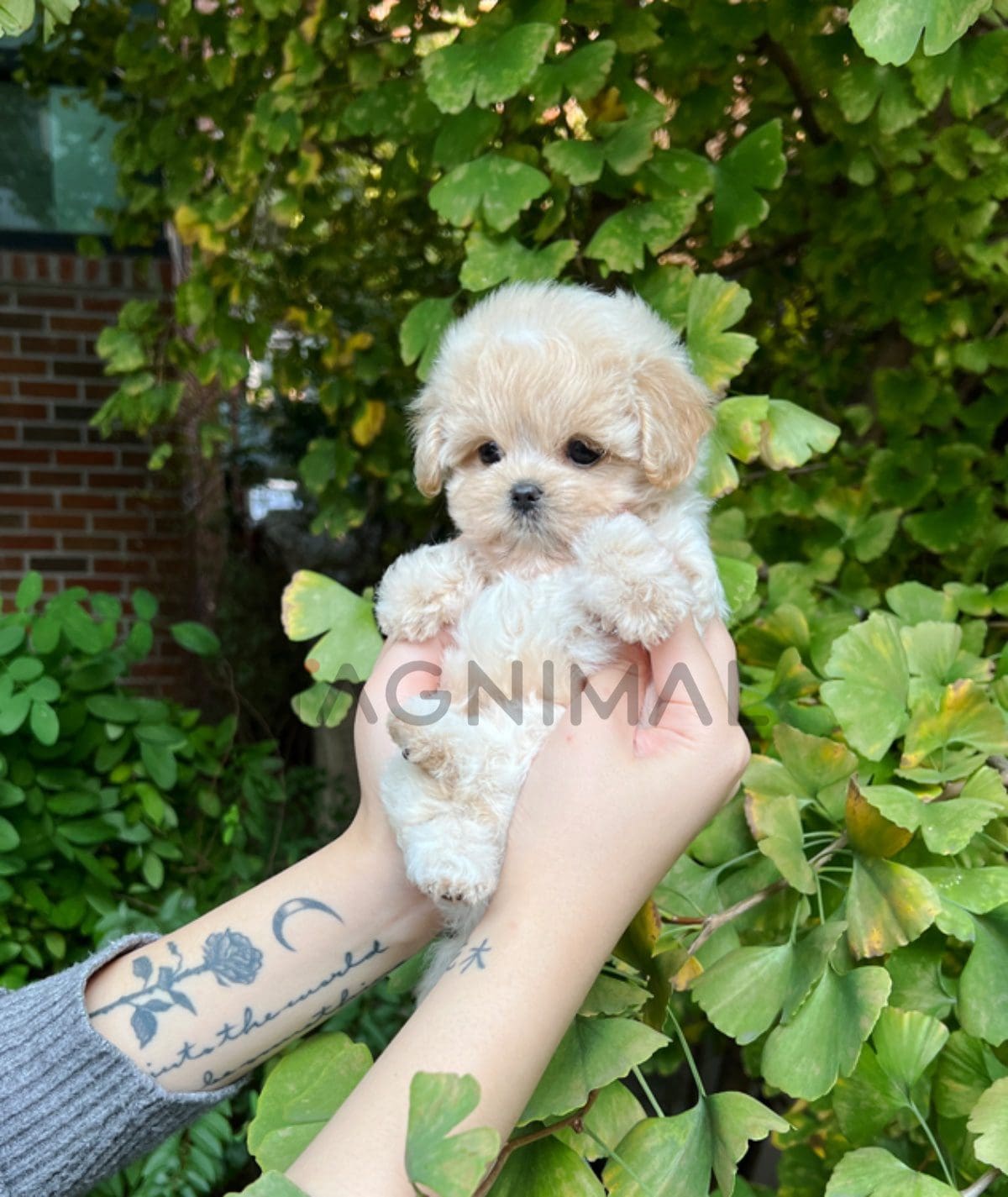 ขายลูกสุนัขมอลติพู ซื้อสุนัข ซื้อหมา ได้ที่ Tagnimal 