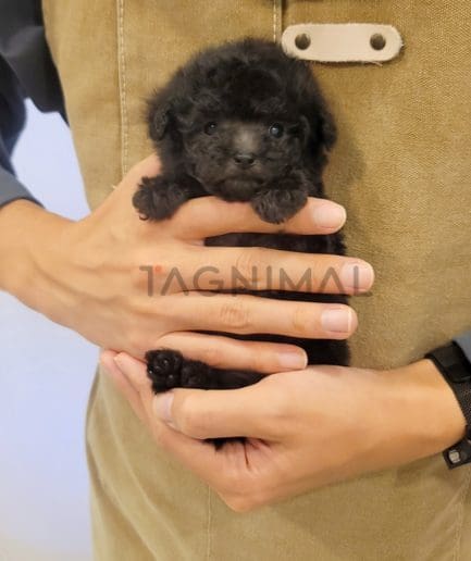 Poodle puppy for sale, dog for sale at Tagnimal 