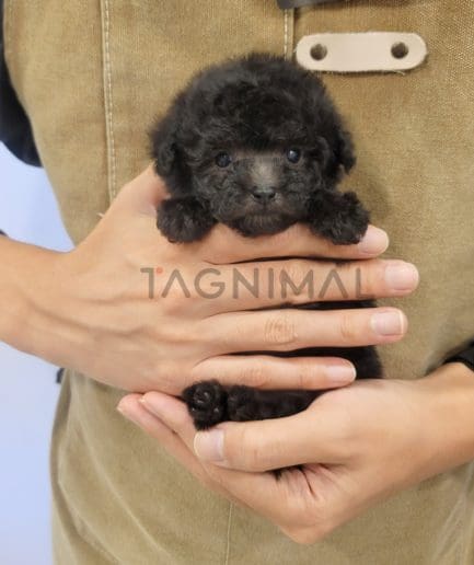 Poodle puppy for sale, dog for sale at Tagnimal 