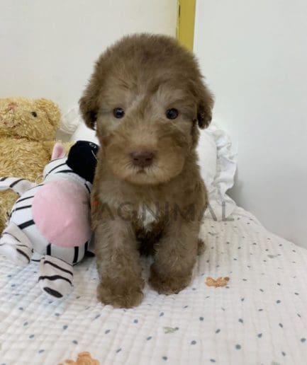 Bedlington Terrier puppy for sale, dog for sale at Tagnimal 
