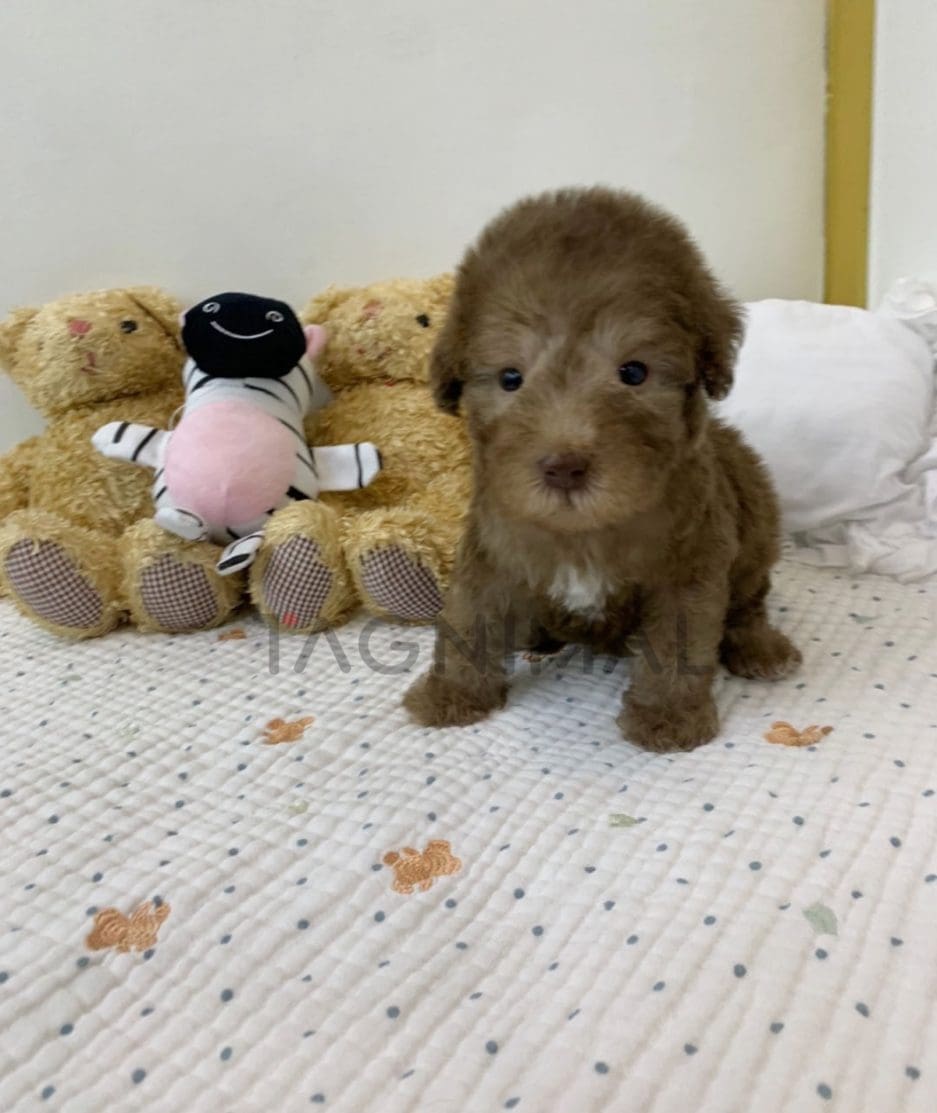 Bedlington Terrier puppy for sale, dog for sale at Tagnimal 