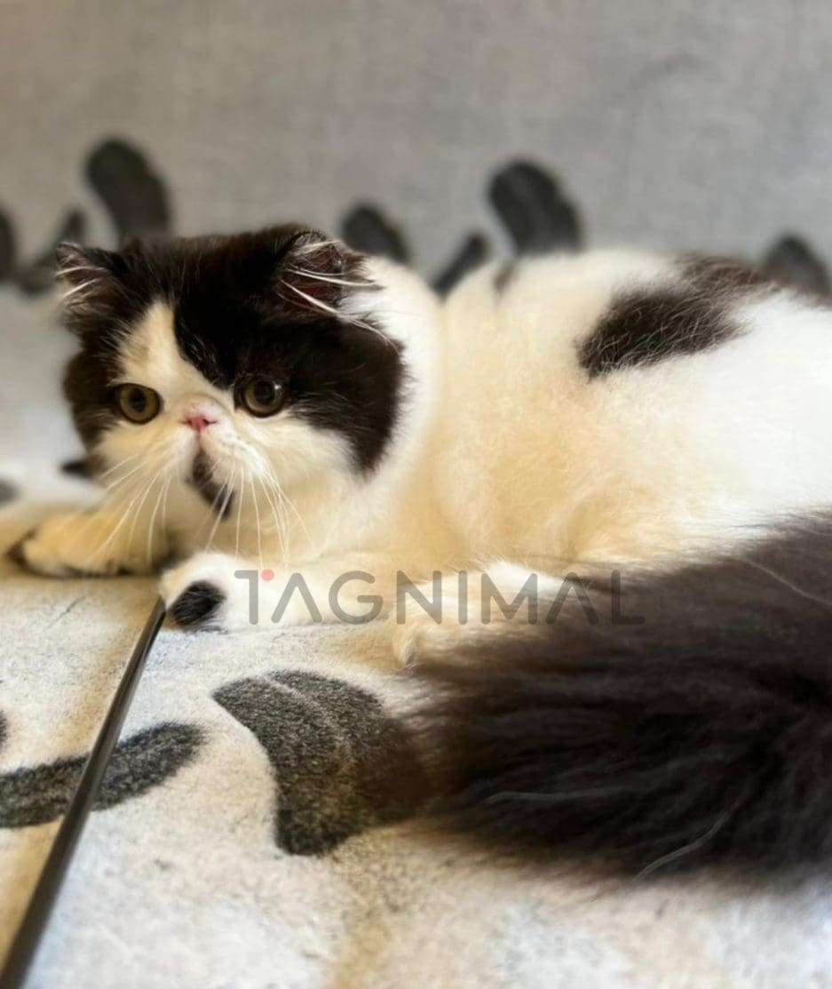 Persian kitten for sale, cat for sale at Tagnimal