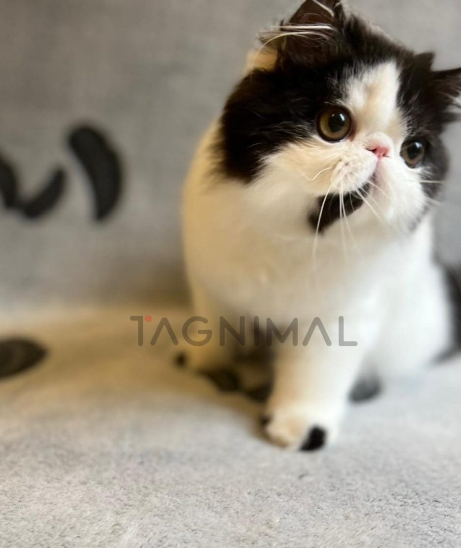 Persian kitten for sale, cat for sale at Tagnimal
